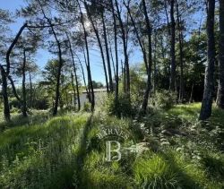 A vendre TERRAIN CONSTRUCTIBLE 8000 M² ARBONNE