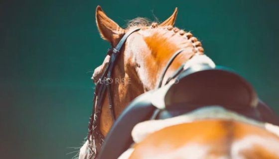 A louer MAISON  7 PIECES 160 M2  MONTPELLIER