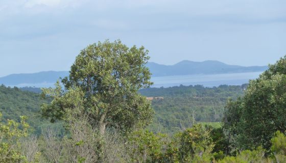 TERRAIN 18 269 M2 VUE MER LA LONDE LES MAURES