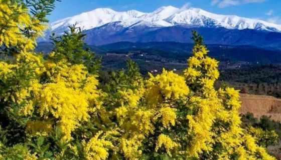 A louer MAISON  6 PIECES 200 M2 BORD DE MER SAINT CYPRIEN