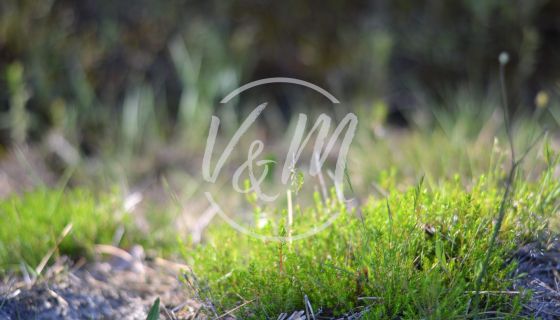 A vendre TERRAIN 4 000 M2 4 000 M2 BORD DE MER LANTON