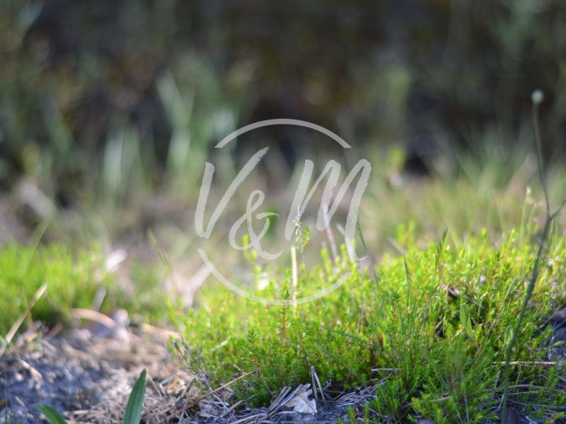 A vendre TERRAIN 4 000 M2 4 000 M2 BORD DE MER LANTON