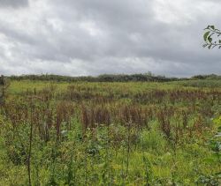 A vendre TERRAIN 1 435 M2  VIEUX MANOIR