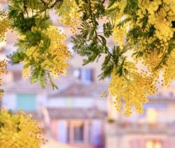 A louer MAISON  CONTEMPORAINE BORD DE MER BORMES LES MIMOSAS