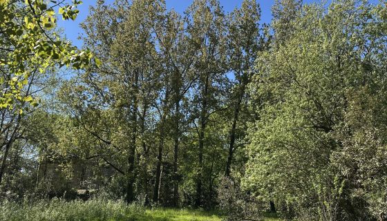 A vendre Au coeur d'une nature pr&Atilde;&copy;serv&Atilde;&copy;e 85270 Saint-Hilaire-de-Riez