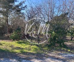 A vendre  superbe terrain arbor&eacute; 1000&sup2; proche bassin cassy Lanton